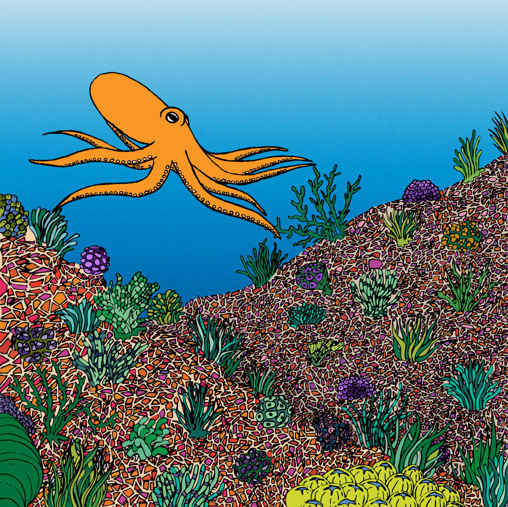 original picture of an octopus under the sea above a colourful coral reef